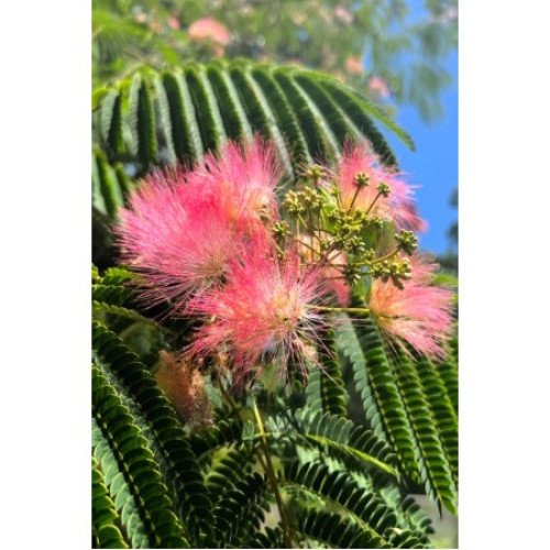 Альбіція ленкоранська продам саджанець, продам саджанець альбіції ленкоранської