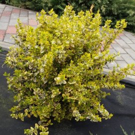 Продам саджанець бересклета Emerald Gold, висота 20 см, продам бересклет Емеральд Голд