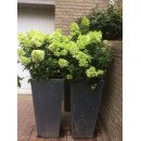 Продам саджанець гортензії волотистої Mojito, горщик Р9