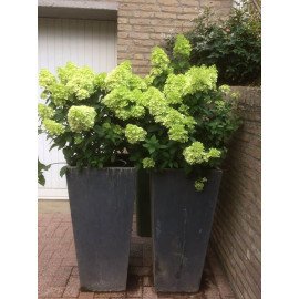 Продам саджанець гортензії волотистої Mojito, горщик Р9