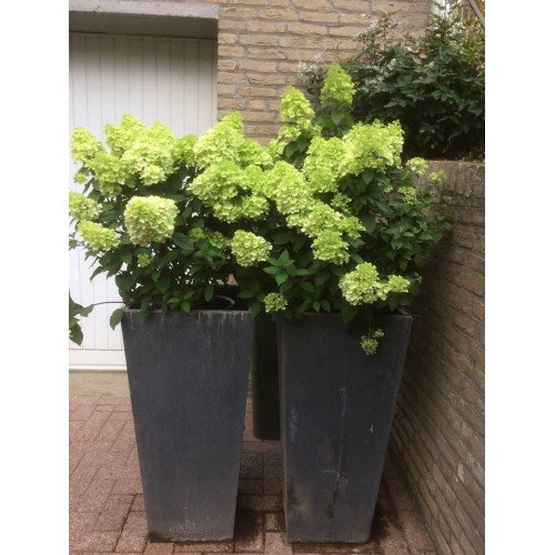 Продам саджанець гортензії волотистої Mojito, горщик Р9