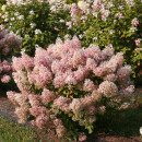 Продам саджанець гортензія волотиста Bobo, горщик Р9