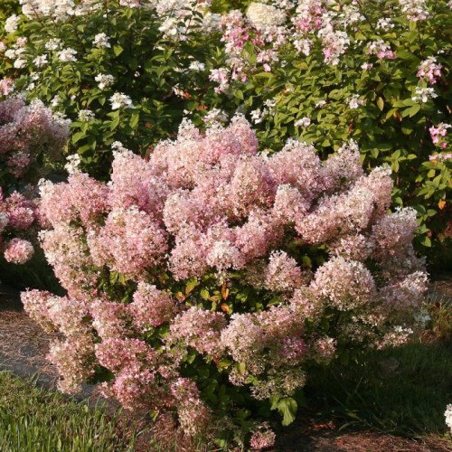 Продам саджанець гортензія волотиста Bobo, горщик Р9