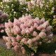 Продам саджанець гортензія волотиста Bobo, горщик Р9