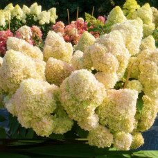 Продам саджанець гортензії волотистої Diamantino, горщик Р9