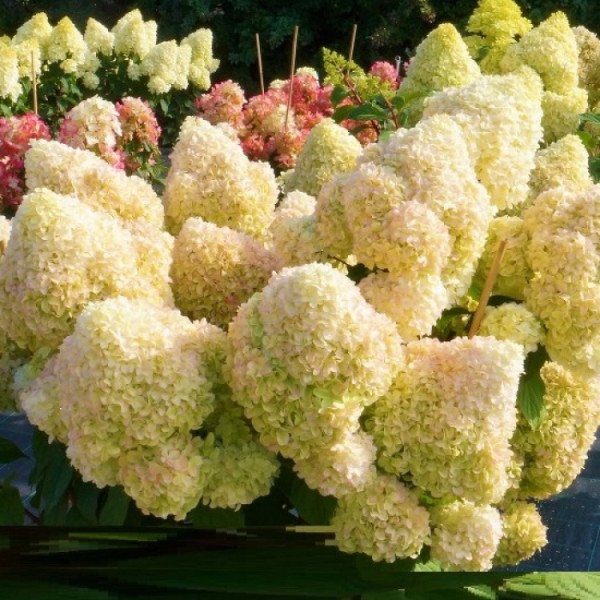 Продам саджанець гортензії волотистої Diamantino, горщик Р9