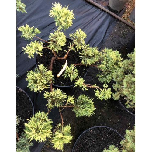 Продам саджанець ялівця Goldkissen, діаметр 30-40 см, продам ялівець Голдкіссен