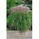 Продам міскантус китайський Ferner Osten, горщик Р9, продам міскантус Фернер Остен