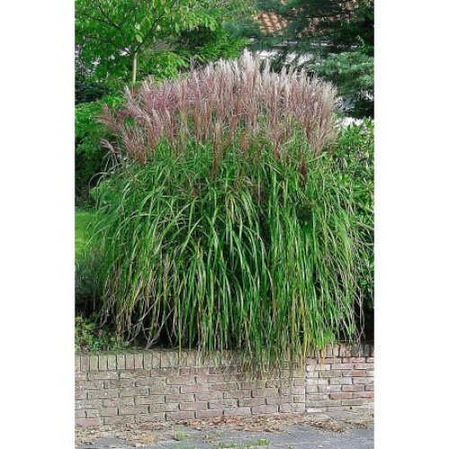 Продам міскантус китайський Ferner Osten, горщик Р9, продам міскантус Фернер Остен