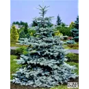 Продам сіянці ялини колючої Glauca Majestic Blue