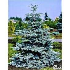 Продам сіянці ялини колючої Glauca Majestic Blue