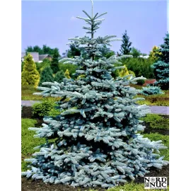 Продам сіянці ялини колючої Glauca Majestic Blue