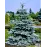 Продам сіянці ялини колючої Glauca Majestic Blue