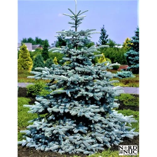 Продам сіянці ялини колючої Glauca Majestic Blue