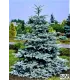 Продам сіянці ялини колючої Glauca Majestic Blue