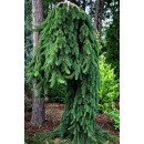 Продам саджанець ялина звичайної Frohburg, висота 25-30 см, продам ялину Фробург