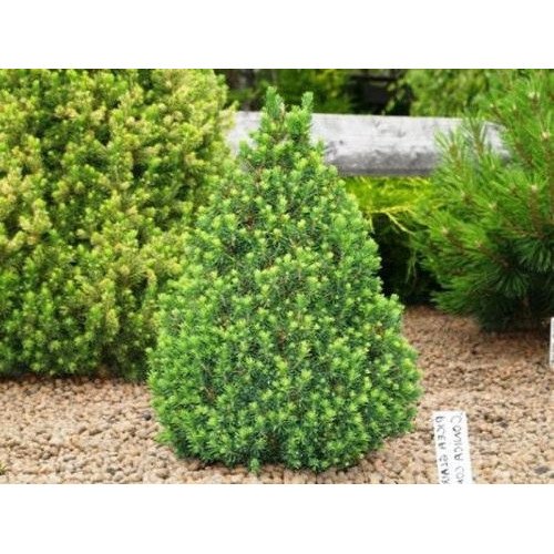 Продам саджанці ялина канадської Conica, висота 20-25 см, продам саджанці ялини Коніка