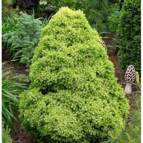 Продам саджанці ялини Rainbows End, висота 20-25 см, продам ялину Рейнбовс Енд