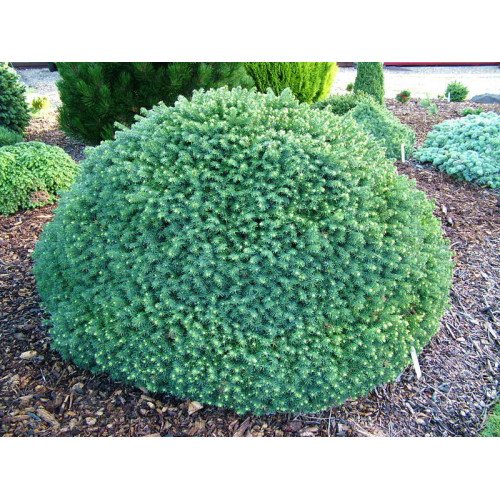 Продам саджанець ялини Karel, висота 10-15 см, продам саджанці ялини Карел