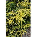 Продам саджанець ялини східної Aurea, висота 20 см