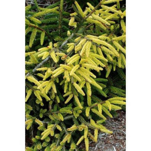 Продам саджанець ялини східної Aurea, висота 20 см