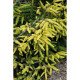 Продам саджанець ялини східної Aurea, висота 20 см