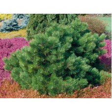 Продам сосну чорну Hornibrookiana, висота 20-30 см