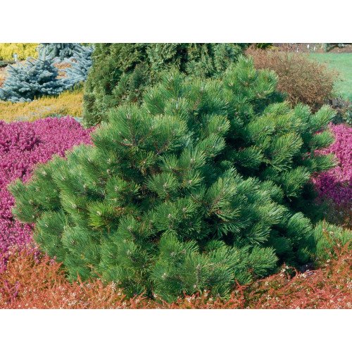 Продам сосну чорну Hornibrookiana, висота 20-30 см