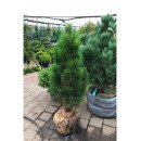 Продам саджанець сосни Green Tower, висота 20 см, продам сосну Грін Тауер