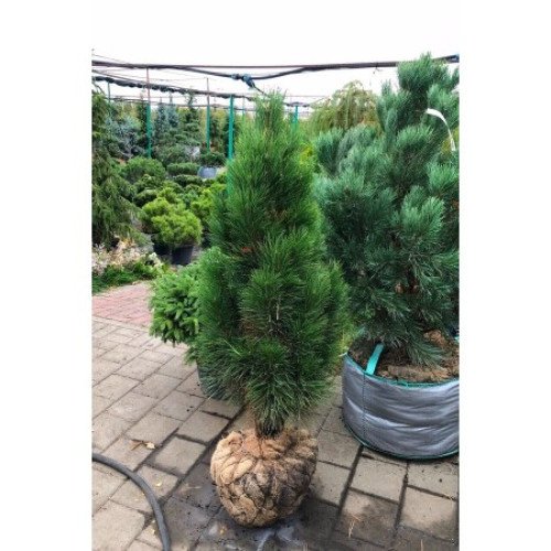 Продам саджанець сосни Green Tower, висота 20 см, продам сосну Грін Тауер