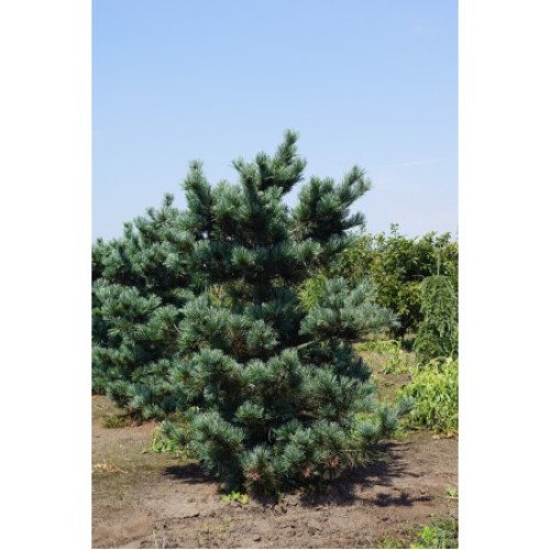 Продам сосну дрібноквіткову Negishi, висота 30-40 см