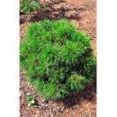 Продам саджанець сосни Варелла, висота 15-20 см, продається сосна Varella