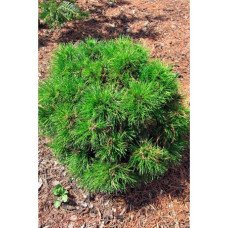 Продам саджанець сосни Варелла, висота 15-20 см, продається сосна Varella
