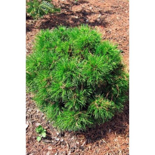 Продам саджанець сосни Варелла, висота 15-20 см, продається сосна Varella