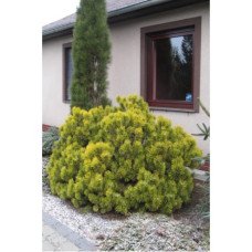 Продам саджанець сосни Winter Gold, висота 20 см