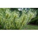 Продам саджанець  сосни Oculus Draconis, висота 20-25 см, продам сосну Окулус Драконіс