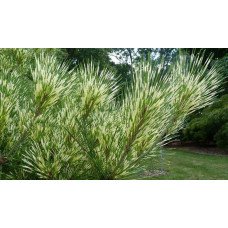 Продам саджанець  сосни Oculus Draconis, висота 20-25 см, продам сосну Окулус Драконіс