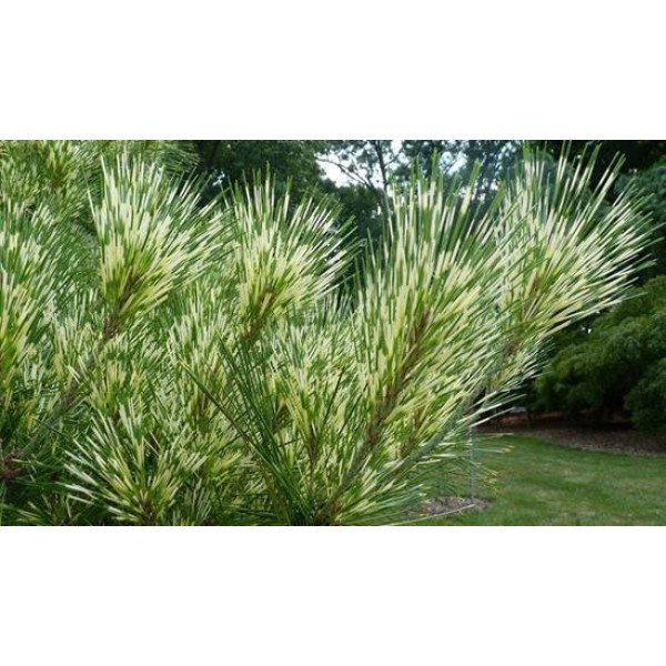 Продам саджанець  сосни Oculus Draconis, висота 20-25 см, продам сосну Окулус Драконіс