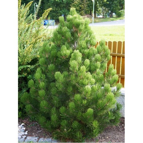 Продам саджанець сосни Malinki, висота 20 см