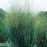 Продам саджанець просо Prairie Sky, горщик Р9, продам панікум Прейрі Скай
