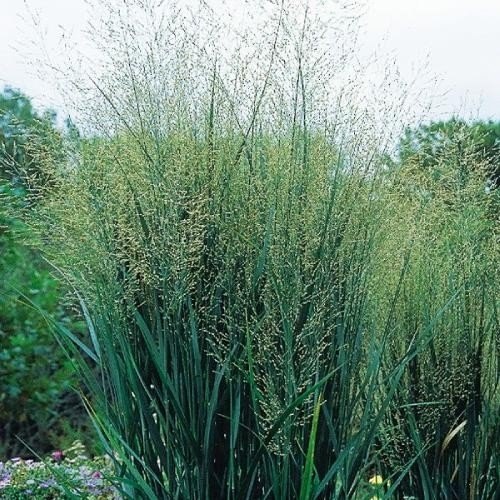 Продам саджанець просо Prairie Sky, горщик Р9, продам панікум Прейрі Скай