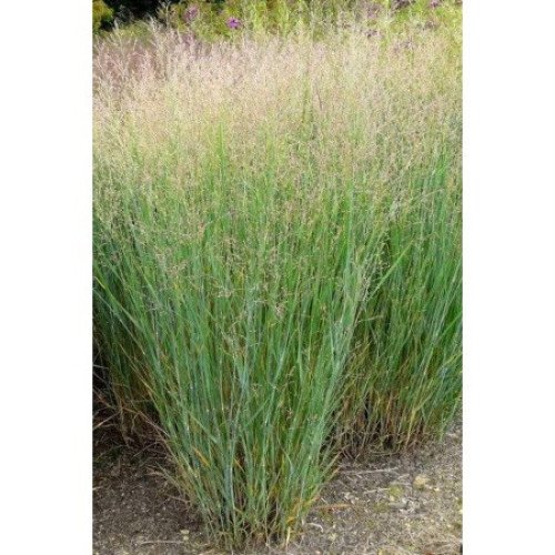 Продам саджанець просо прутовидне Heavy Metal, горщик Р9, продам просо Хеві Метал