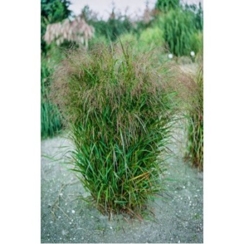 Продам саджанець просо Squaw, горщик Р9, продам саджанець просо Скво