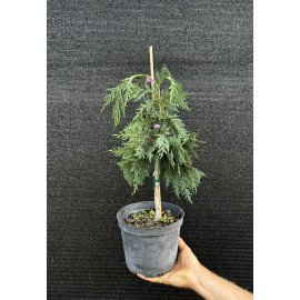 Продам кипарисовик нутканський Pendula, висота 20 см