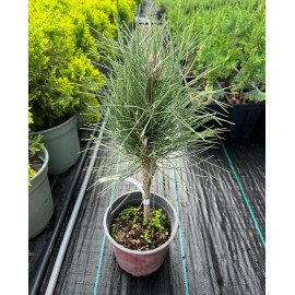 Продам саджанець сосни Green Tower, висота 20 см, продам сосну Грін Тауер