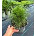 Продам саджанець сосни Варелла, висота 15-20 см, продається сосна Varella