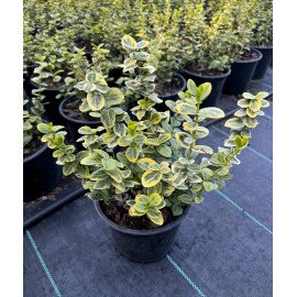 Продам саджанець бересклета Emerald Gold, висота 20 см, продам бересклет Емеральд Голд