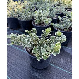 Продам саджанець бересклету Silver Queen, висота 20 см, продам бересклет Silver Queen