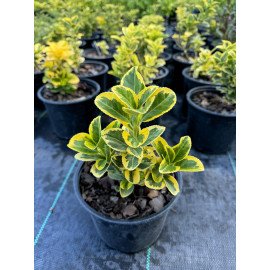 Продам саджанець бересклету Bravo, висота 10-15 см, продам саджанець бересклету Браво