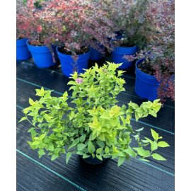 Продам саджанець спіреї Golden Princess, висота 35-40 см, продам спірею Голден Прінцес